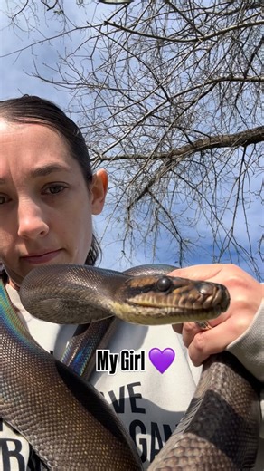 Merissa Cardoza on Instagram: "My OG Girl!! Produced by @mortalcoilserpentry Rowan Dwarf Motley GC Tiger Reticulated Python #reticulatedpython #girlswithsnakes #cutepets #pets #exotic snakelover reticsofinstagram mainlandretic Usarkmember retic reptilelover snaketherapy snakesofinstagram"