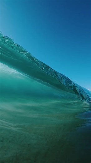 Exploring Mesmerizing Ocean Life from the Beach