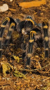 Chaco Golden Knee Tarantula seals the Honmoon and protects us from the evil demon crickets. #tarantula #spider #huntrix #takedown #pettarantula #tarantulakeeper #pets #animals #nature #petspider | The Tarantula Collective