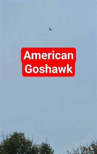 American Goshawk Circling Over the Woods. #Hawks #Goshawk #Birds #Nature #Wildlife #Animals #Shorts.