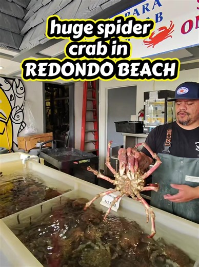 I love how the dad actually bought it for them. The kids were so happy. #redondobeach #seafood #crablegs #spidercrab