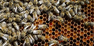 What Are Social Insects?