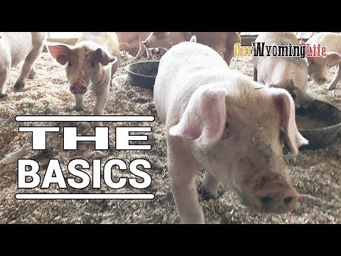 Taking Care of the Pigs Basic Needs on the Ranch