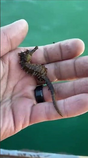 3D animation: Surprising animal transformation journey!