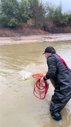Catching Fish By Flying Disc Net Fishing