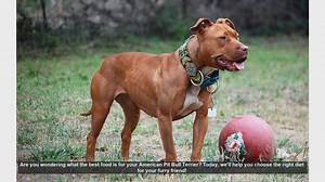 Best Food for Your American Pit Bull Terrier: A Complete Guide