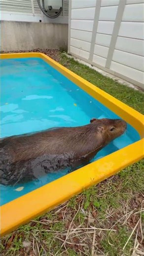 プールで気持ちよく泳ぐカピバラ | 本日のマロンちゃん 2026.5.8 | Today's Maron.