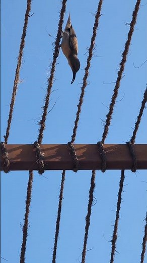 Sunbird Nesting Behavior | Close-Up Morning Bird Calls