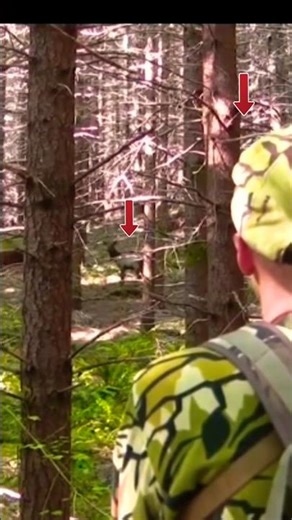 Elk Hunt amazing Shoot #huntinglife #alaskahunt #alaska