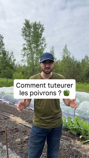 419 reactions · 39 shares | Comment tuteurer les poivrons ? Toutes...