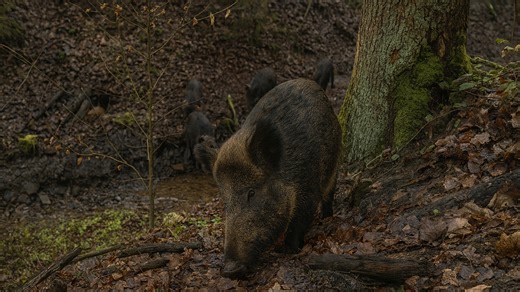 Wild boar encounter didn't end well for my trail camera