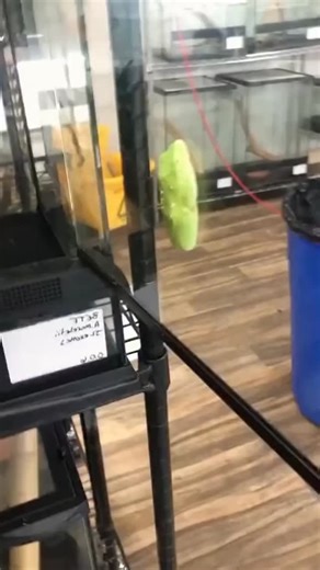 ilove_frog on Instagram: "A living jewel of the rainforest canopy! ✨🐸 Big-eyed tree frogs rely on their enormous eyes to see in the dark and their sticky toe pads to climb almost any surface. They spend their lives among the leaves, hidden from predators and close to their next meal. Just like these little acrobats need the perfect leafy habitat to thrive, our pets need a cozy, secure space where they can climb, hide, and feel completely safe. #Repost @luxepetita #TreeFrog #BigEyedFrog #Rainfor