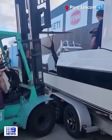 Not bad, good size! 🎣 A South Australian fisherman has caught a 130 kg bluefin tuna off the coast of Port Lincoln. The whopping fish took over an hour to reel in, with a forklift needed to get it off the boat. FULL STORY: https://nine.social/jNr #9News | WATCH LIVE 6pm | 9 News