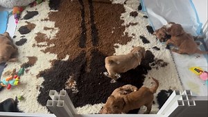 Happy 5 weeks young!  Puppy Milestones at 5 Weeks • Social Play...