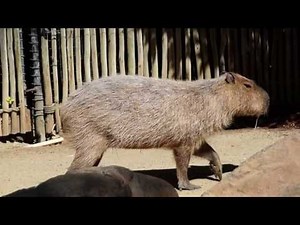 Capybara Enclosure- Happy Hollow Park and Zoo