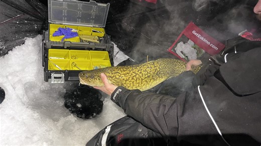 Regulators limit burbot harvesting in Michigan as fishing species grows in popularity