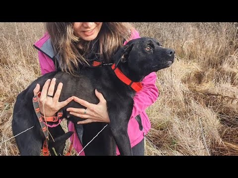 Family Adopts Dog Rescued From Roadside And Here's What Happened