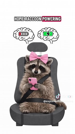 Raccoon Explains Car Sitting and Problems