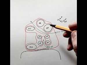 Anatomía del pericardio