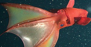 Vampire Squid - All About Habitats & Characteristics - Learn About Nature
