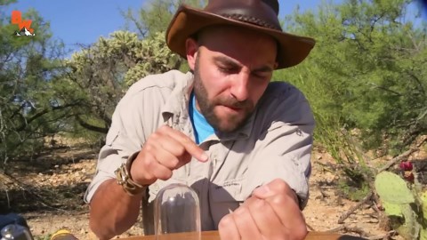 I met my pet cow killer 🐜: here's why it's amazing