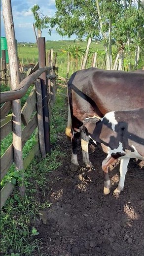 How to prevent a weaner from continuing to feed or suckle on milk.