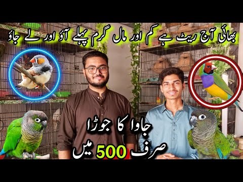 Java Sirf 500 Me Le Jao | Jojo Birds Setup | Gouldian | Finches | Java | exotic Parrots|