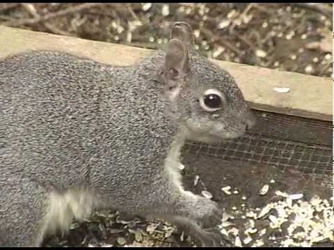 Western Gray Squirrel