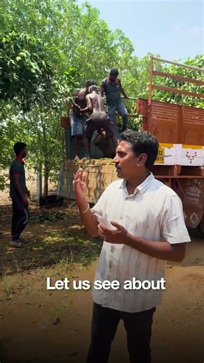 🌳Spanish Cherry Trees for Landscaping & Plot Division | 12+ Feet Height | iCrop Agriculture Nursery