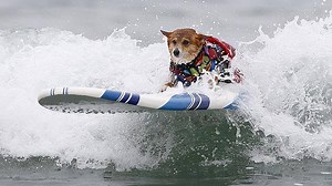 17K views · 455 reactions | More than 50 canine competitors have been...