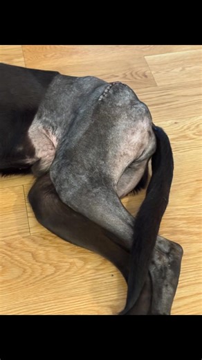 14K views · 711 reactions | Lab Rescue LRCP on Reels | Facebook