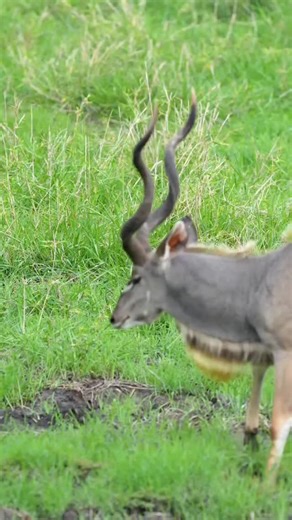 This huge male is leaving his scent in the mud at this mud wallow 😎 🎥@curt_is_wild #antelope #kudu #wildanimals #wildafrica #Africa #southafrica #safari #safariexperience #kruger #krugerpark #krugernationalparksouthafrica #krugernationalpark | GottaLoveSA