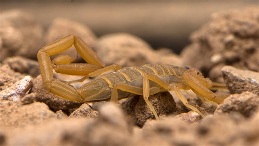 Can an Arizona bark scorpion kill you? Here are the facts