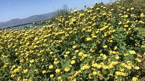 Flowerpower 󾁍󾁅󾁀 | Wayne Carpendale