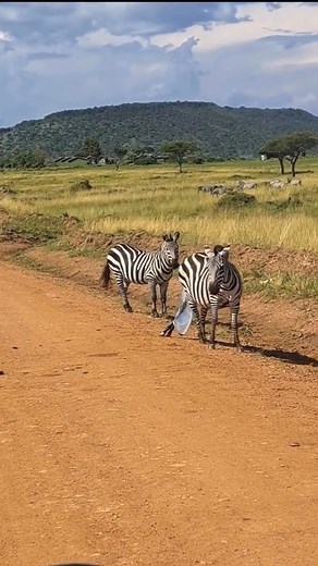 Witnessing the Miracle of Life in Akagera! 🦓✨ During our 3-day Akagera wildlife safari, my guests and I were blessed to watch a zebra giving birth right before our eyes. Moments like these remind us how truly magical nature is. #AkageraNationalPark #RwandaSafari #WildlifeWonder #Zebra #VisitRwanda #SafariExperience #JoeWanderlustRW | Joseph Joe