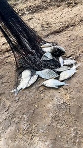 15K views · 547 reactions | Lucky day! Catch Biggest Fish Using Cast Net | KH Village - សេងផៃ | Facebook