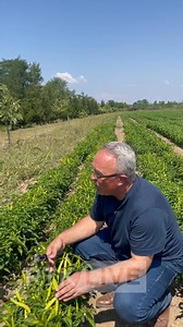 504K views · 7.4K reactions |  Fafarona, kulturë profitabile. Kosova importon mbi 1 mijë ton në vit! #RTK #kosovo #toka #bujku #reels  Vedat Vllasaliu &  Bedri J. Meha | RTK | Facebook