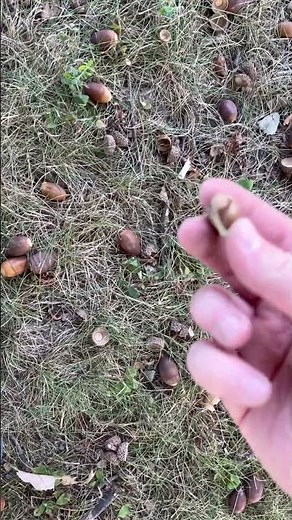 This is how I collect thousands of acorns to grow white oak trees (Quercus alba)