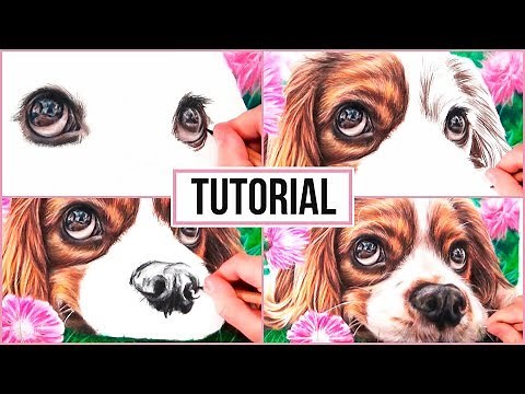 How To Draw a Realistic Dog in Coloured Pencil | Drawing Tutorial Step by Step