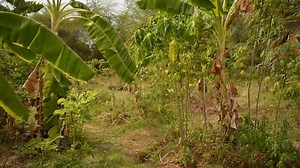 Krishna talks about his inspiration behind the 6 Day Nutritional Security Workshop, plans of creating more such workshops and also, about the new album of his band. You can listen to the songs at www.emergencetheband.in People Food Music | Krishna Mckenzie