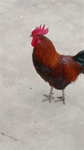 Cute Rooster Style 😍#subscribe #youtubeshorts #viral