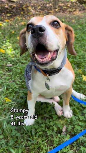 Young-Williams Animal Center on Instagram: "Stampy is a good ole boy. His little stamps as he walks will steal your heart right away. He loves going for a little stroll and then for a long car ride. His ideal day would have snuggles, nap time, and then probably more snuggles. Since he is so soft, petting him should be no problem for you! His favorite thing is laying with you or on a pallet of blankies. He is fine hanging out with other chill dogs but does not want to play; he really, really just