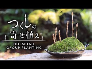 Horsetail Group Planting Make with a small plate MINI BONSAI【Bonsai diary 4/9】DIY How to MOSS Spring