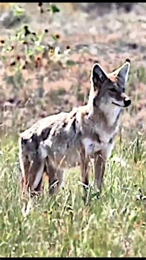 Calling in a Wild Coyote #wildlife #coyota #coyotehunting #hunting #huntingshorts #wildscenes
