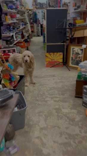 Walk Through An Antique Store