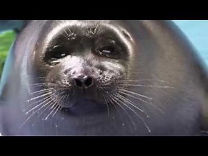 fan video niko the seal toba aquarium