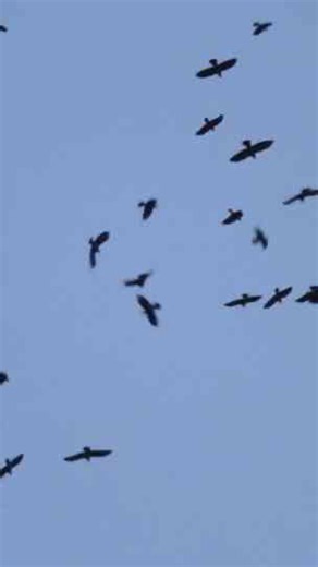 How a dead crow triggered a gathering no one could explain