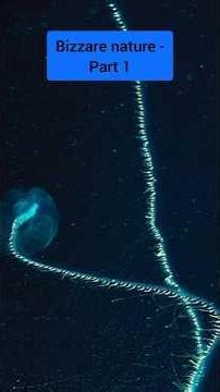 Is this the longest animal? Sphinophores Bizarre nature part - 1 #facts #didyouknow #nature #animals