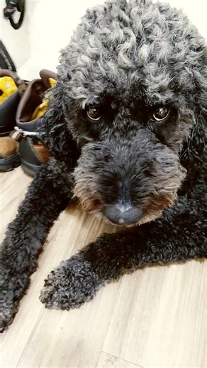 Luna is to lazy to help her little sister. Wow Luna Bravo👏