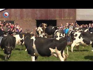 Cows coming out in the summer. Happy cows!